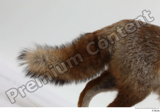 Red fox tail 0001.jpg